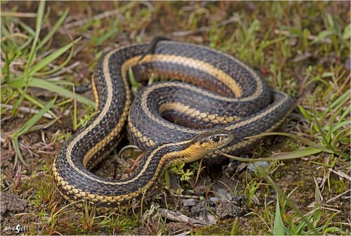 Butler's Garter Snake reference