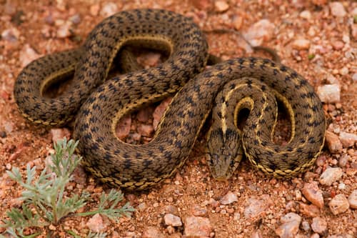 Western Terrestrial Garter Snake reference