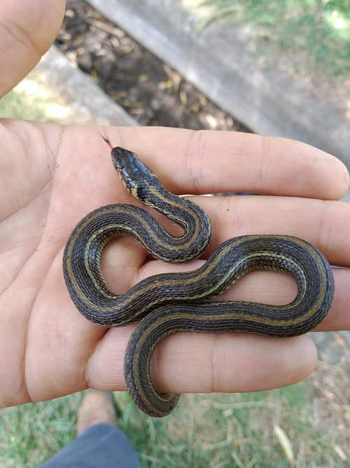 Mexican Garter Snake reference