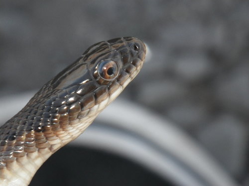 Giant Garter Snake reference