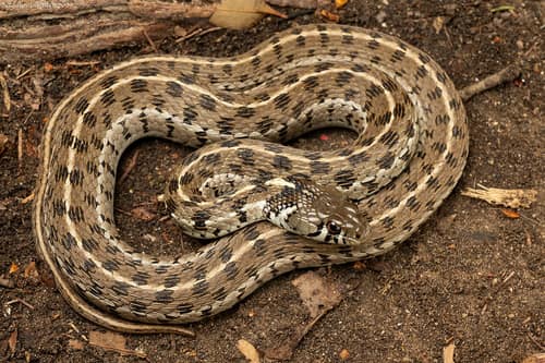 Checkered Garter Snake reference