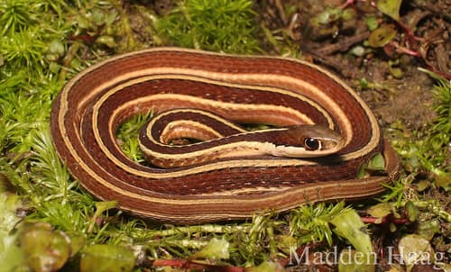 Eastern Ribbon Snake reference