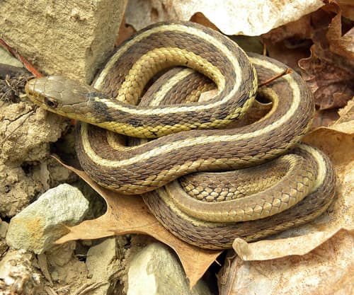 Eastern Garter Snake reference