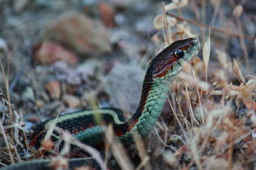 San Francisco Garter Snake reference