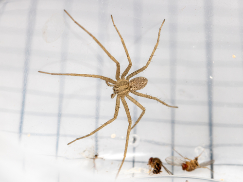 Running Crab Spider reference
