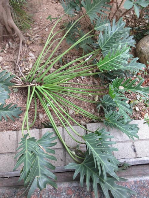 Xanadu Philodendron reference