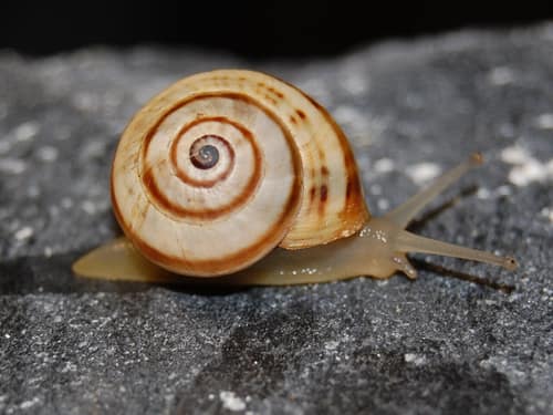White Italian Snail reference