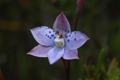 Rush-leaf Sun Orchid reference