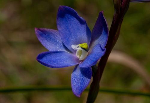 Tall Sun Orchid reference