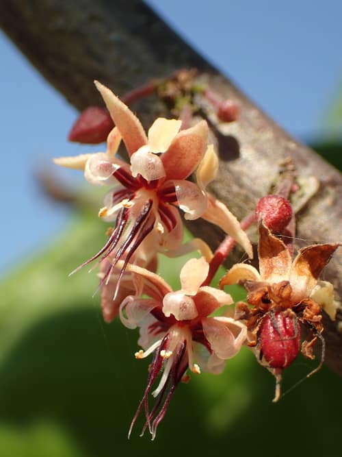 Cacao reference