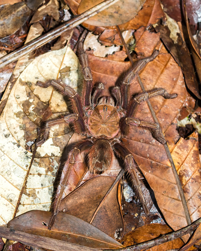 Pinkfoot Goliath Tarantula reference