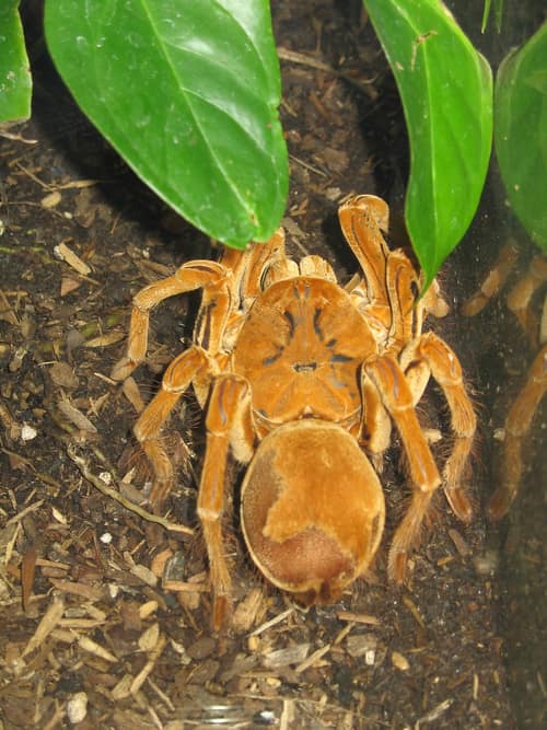 Goliath Birdeater reference
