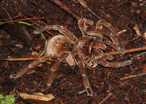 Burgundy Goliath Birdeater reference