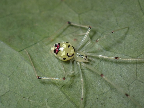Hawaiian Happy-face Spider reference