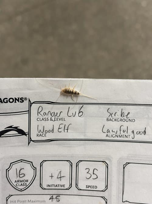 Firebrat reference