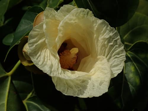 Portia Tree reference
