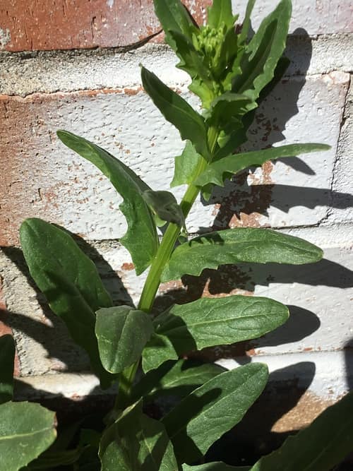 Field Pennycress reference