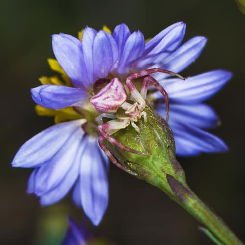 Pink Flower Crab Spider reference