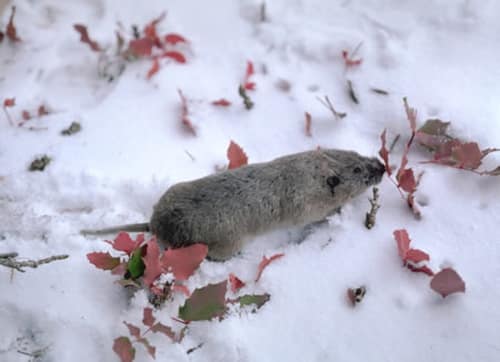 Northern Pocket Gopher reference