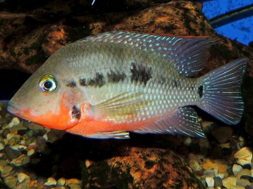Firemouth Cichlid reference