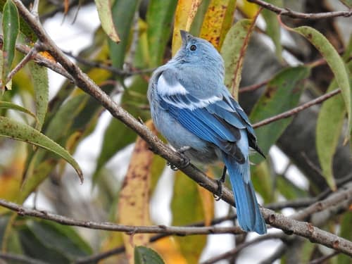 Blue-gray Tanager reference
