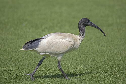 Australian White Ibis reference