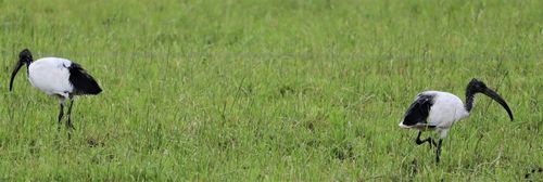 African Sacred Ibis reference