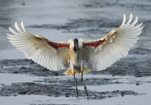 Black-headed Ibis reference
