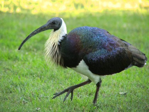 Straw-necked Ibis reference