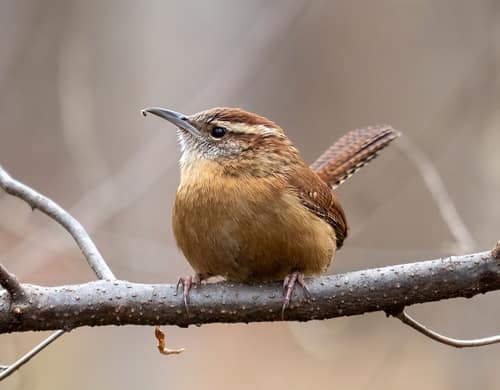 Carolina Wren reference