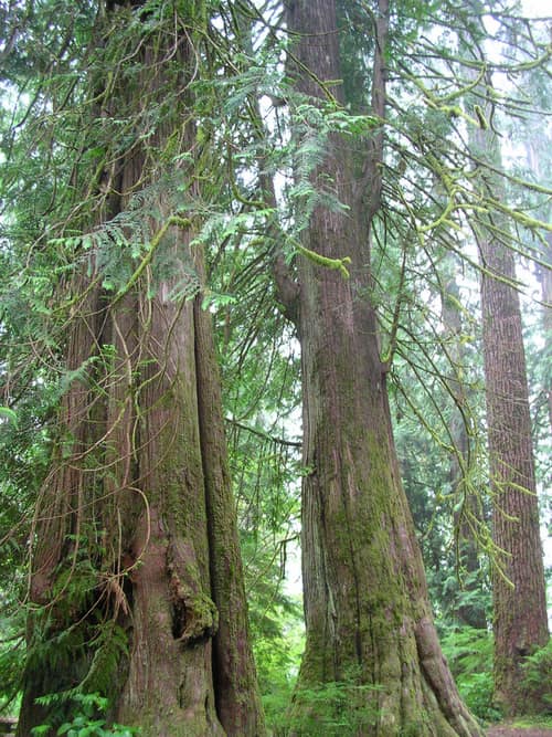 Western Redcedar reference