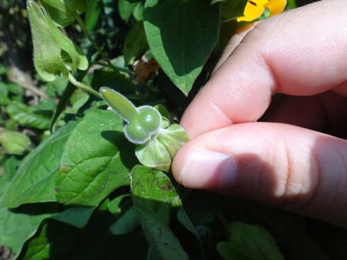 Black-Eyed Susan Vine reference