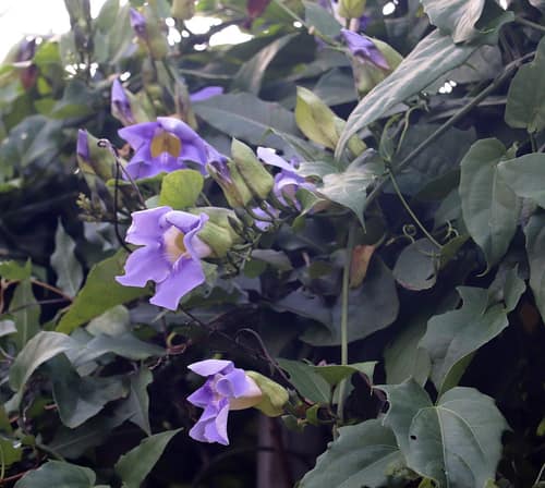 Bengal Clockvine reference