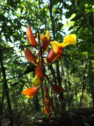 Mysore Clockvine reference