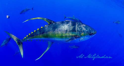 Yellowfin Tuna reference