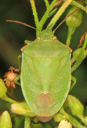 Red-shouldered Stink Bug reference