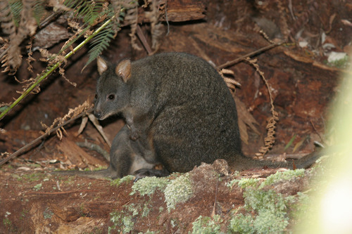 Tasmanian Pademelon reference