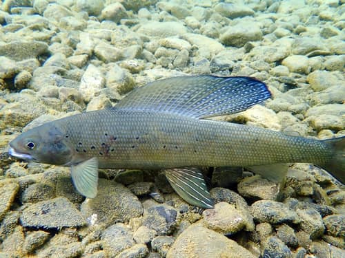 Arctic Grayling reference