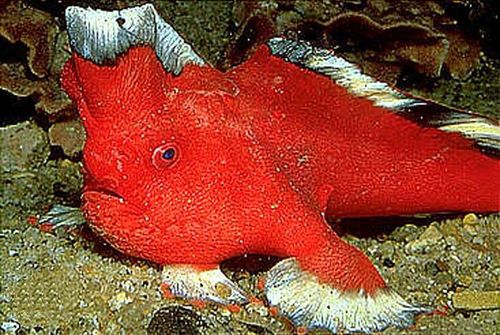 Red Handfish reference