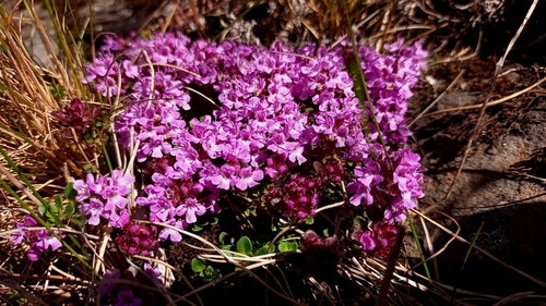 Wild Thyme reference