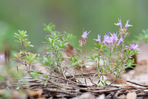 Wild Thyme reference