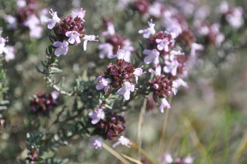 Common Thyme reference