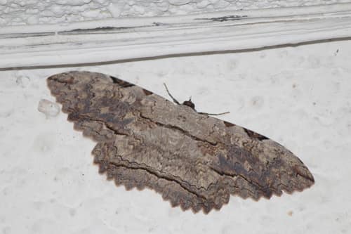 Owl Moth reference