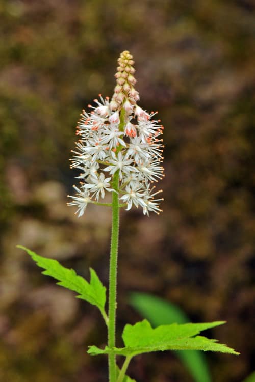 Heartleaf Foamflower reference