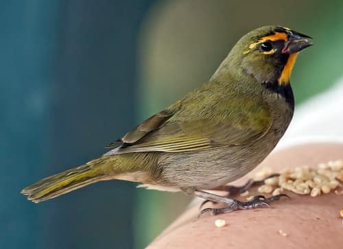 Yellow-faced Grassquit reference
