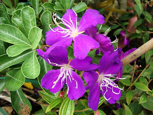 Princess Flower reference