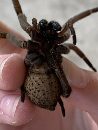 Grand Wolf Spider reference
