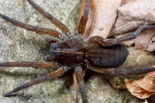 Field Wolf Spider reference