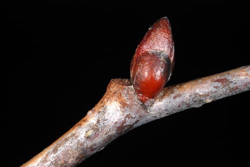 American Basswood reference