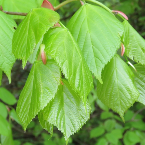 Broad-leaved Lime reference